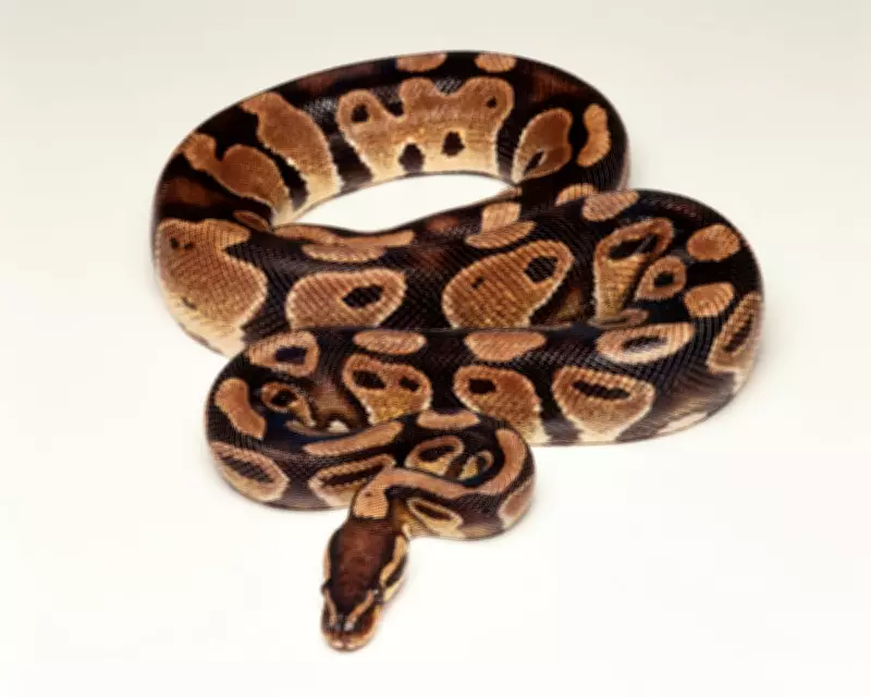 Snake Escape Puzzle Solution: How to Outsmart a Long and Short Snake