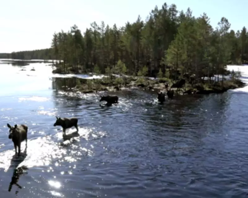 Swedish Slow TV Sensation: The Great Moose Migration Captivates Global Audience