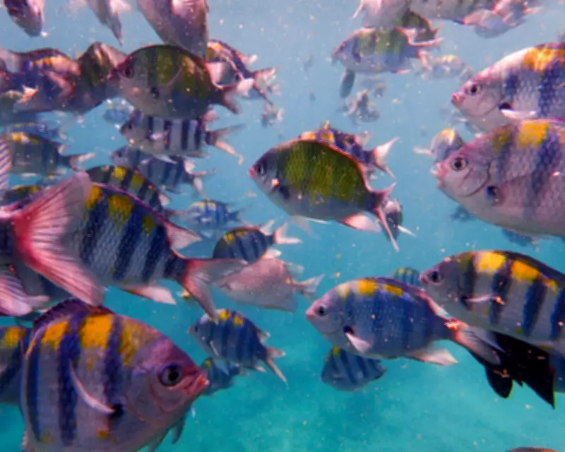 Tara Menon's 'Under Water' Explores Grief and Nature After Tsunami