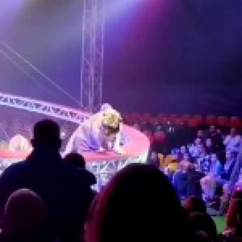 Tiger Escapes Circus in Russia, Prowls Through Audience Before Capture