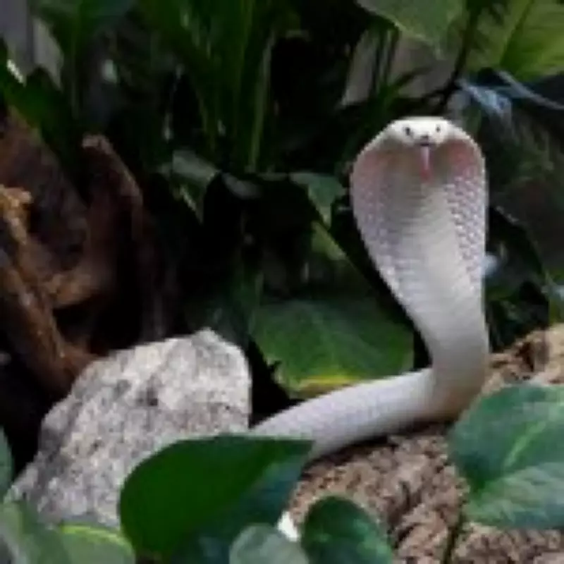 Tourist Dies After Cobra Bites Him During Snake Charmer Show in Egypt