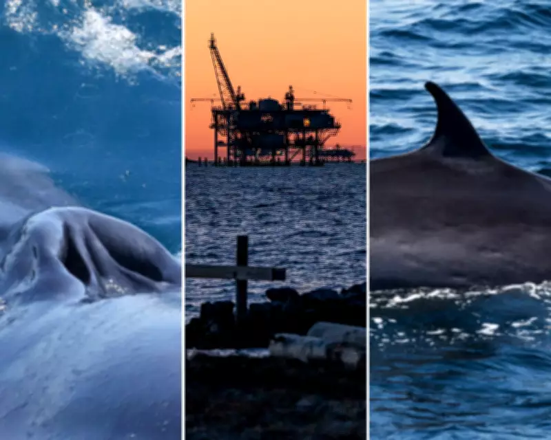 Trump Administration's 'God Squad' Endangers Rice's Whale with Drilling Exemption