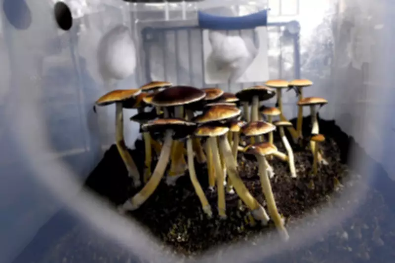 Trump Executive Order Could Fast-Track Psychedelic Research and Access
