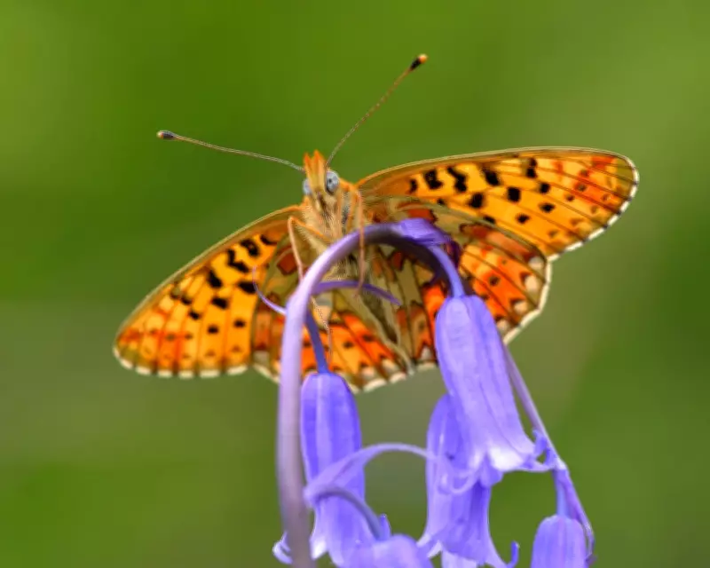 UK Butterfly Diversity in Crisis: 70% Decline for Rare Species, Study Reveals