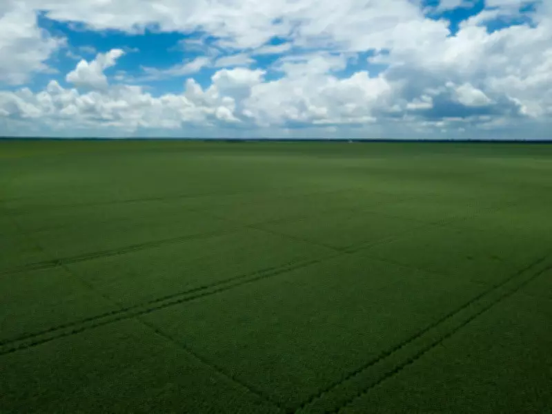 UK Chicken Farms' Risky Reliance on Imported Soya from Brazil