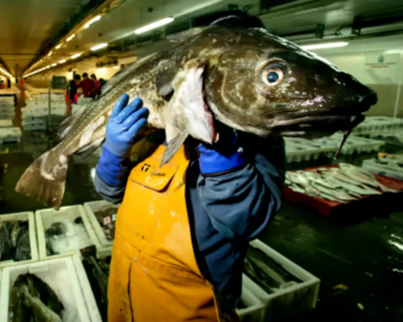UK Cod Crisis: Marine Conservation Society Urges Complete Avoidance