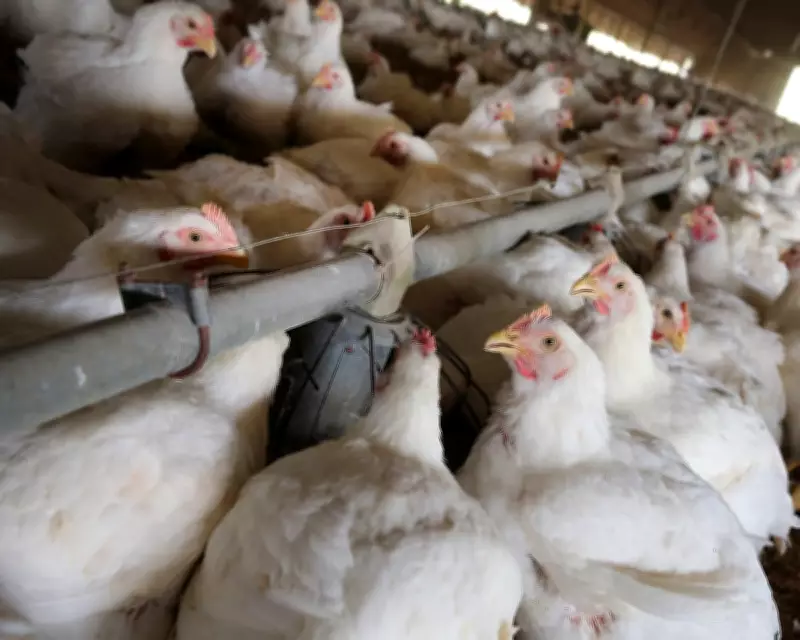 UK Officials Briefed on Allowing US Chlorinated Chicken Imports