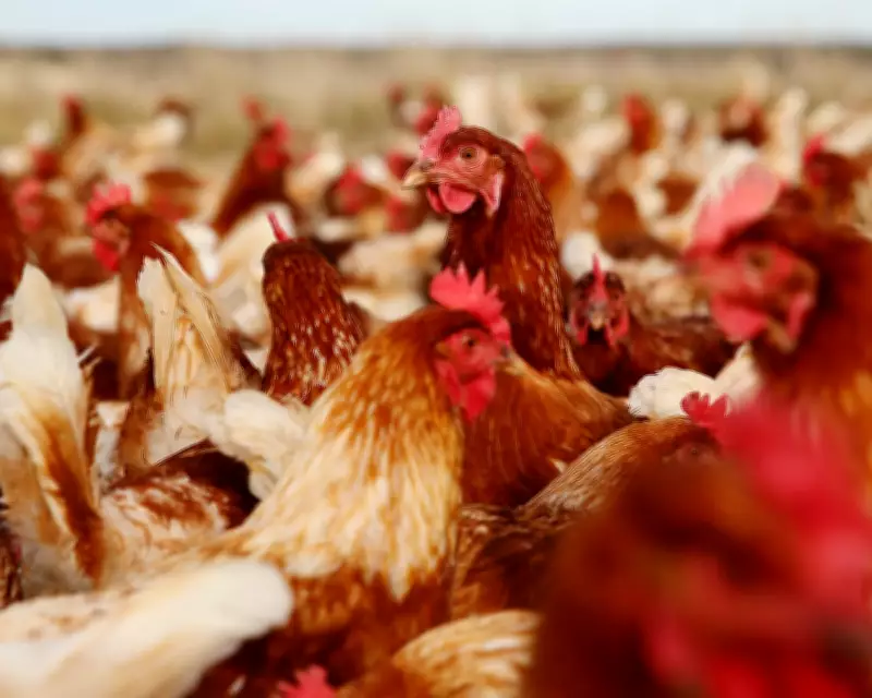 UK Poultry Feed: Wheat Dominates, Soy Not Sole Component, Expert Clarifies