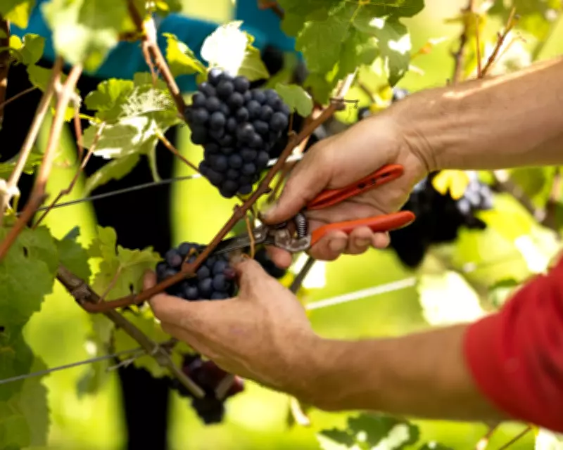 UK Wine Industry Booms: Climate, Innovation, and Education Drive Growth