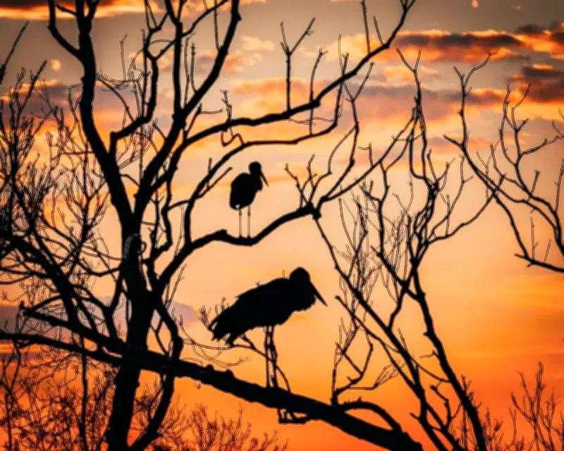 Unesco Sites Defy Global Wildlife Decline, But Face Climate Threats