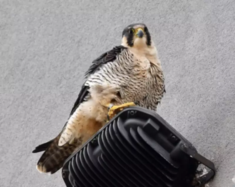 Urban Peregrines Thrive on Diverse Prey in Stevenage, UK