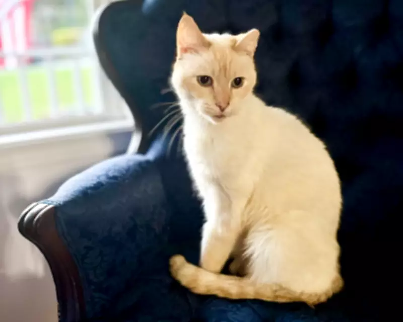 US Family Reunited with Cat Seven Years After Losing Him in Move from California