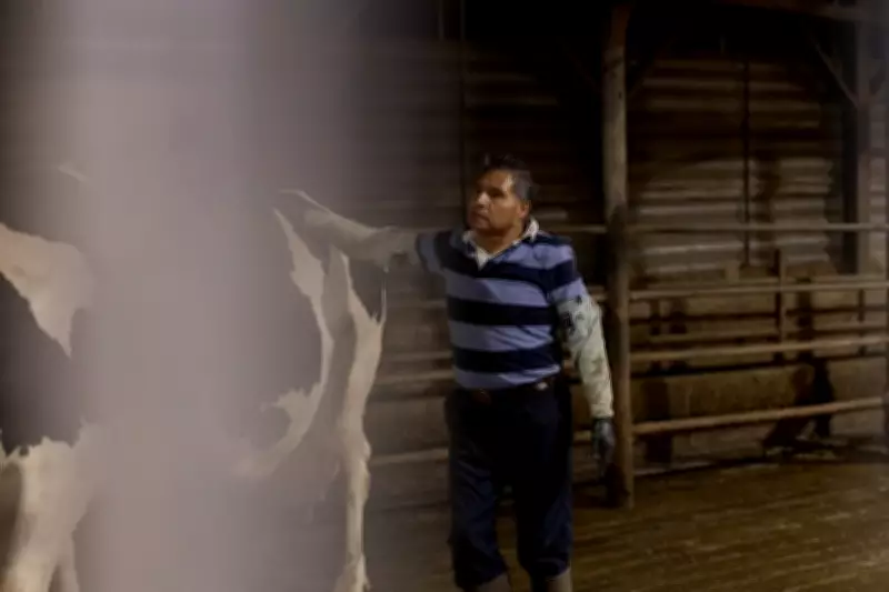 Vermont's Dairy Industry Relies on Undocumented Labor Without Basic Rights