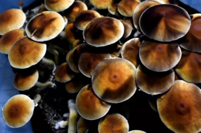 Veteran's Psilocybin Retreats Offer PTSD Relief Amid FDA Approval Debate