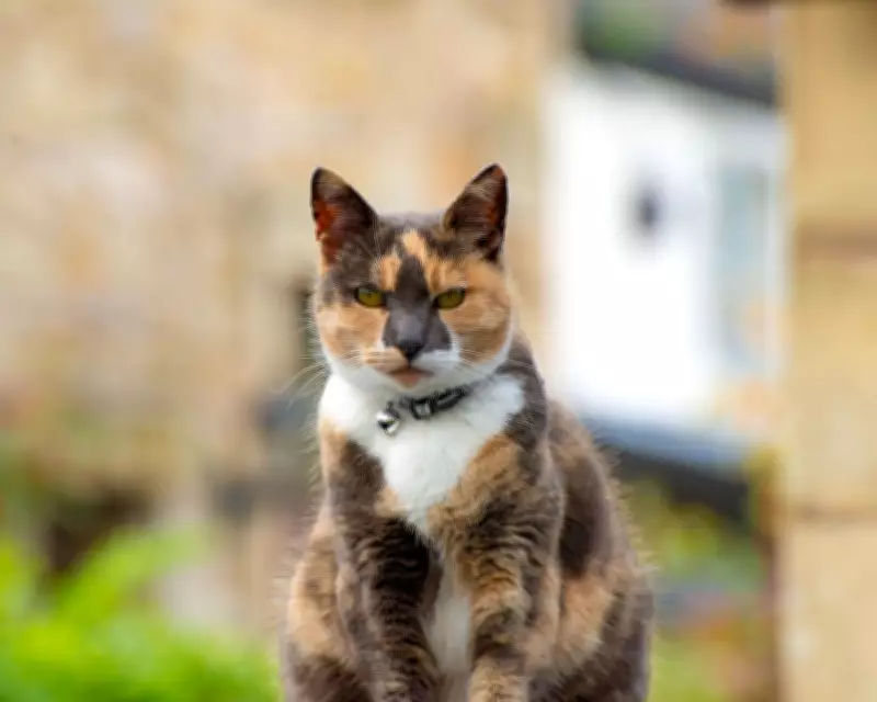 Veterinary Groups Urged to Update Cat Collar Policies for Safety