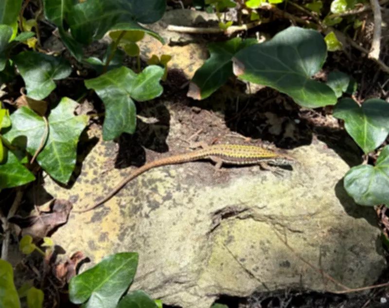 Wall Lizard Encounter on Isle of Wight's Hottest Day Reveals Mediterranean Mystery