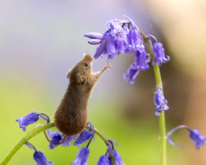 Week in Wildlife: Harvest Mouse, Bagel Cats, and a Rhino Stroll