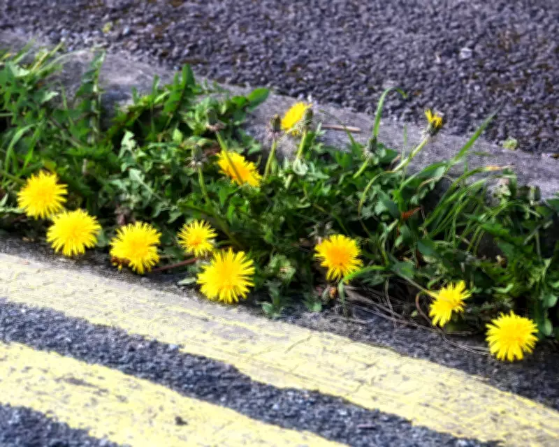 Wheelchair User's Ode to Dandelions: Nature's Unsung Heroes in Urban Cracks