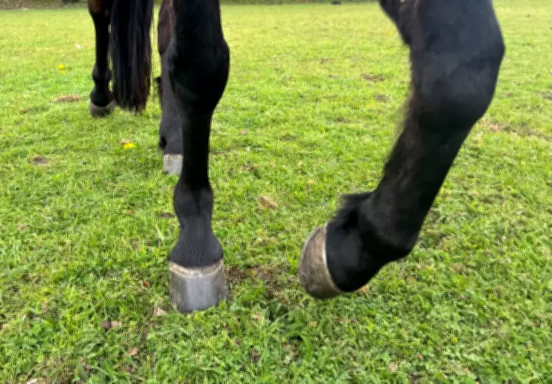 Wild Instincts Surface in Tamed Horses During Brutal Deer Encounter