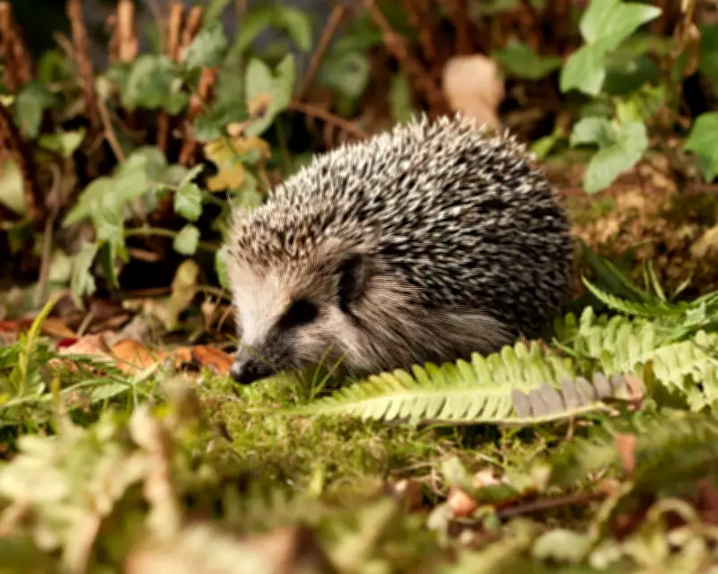 Wildlife Experts Urge Public to Keep Hedgehogs Wild, Not as Pets