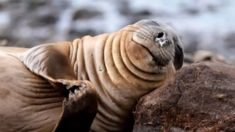 Wildlife Week: Ostrich Escape, Surfing Seals, and Global Animal Tales