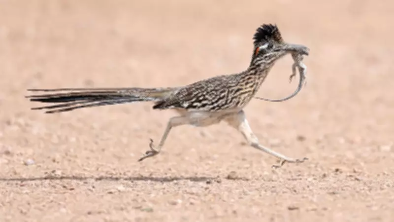 Wildlife Wonders: From Roadrunners to Rare Frogs in Global Photo Roundup
