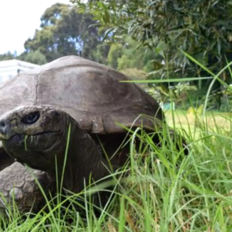 World's Oldest Tortoise Jonathan Targeted in Viral Crypto Death Scam