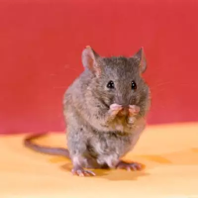 Catering Firm Fined £120k Over Mouse-Infested School Kitchen