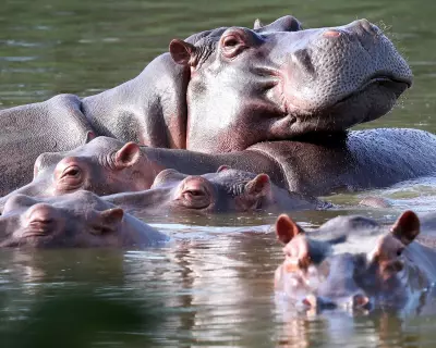 Colombia to Cull Up to 80 Hippos Descended from Pablo Escobar's Zoo