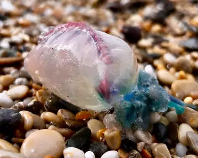 Country Diary: A Dead Portuguese Man-of-War Remains a Hazardous Creature