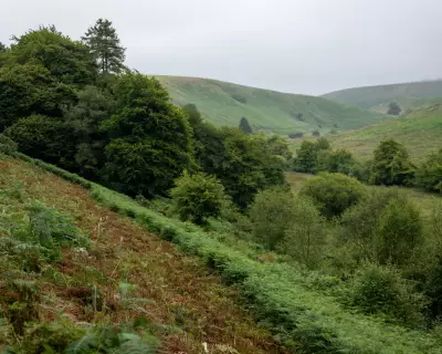 Exmoor Big Cat Sighting: Biologists Recall 1982 Puma Encounter