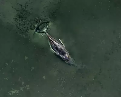 German Humpback Whale Stranding Sparks National Drama and Death Threats