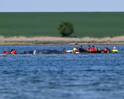 Germany Approves Barge Rescue for Stranded Humpback Whale Timmy