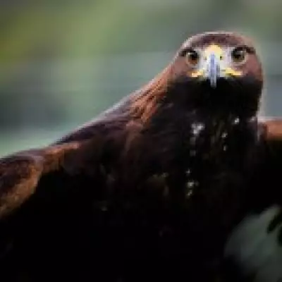 Golden Eagles Poised for Return to England's Skies with New Government Funding