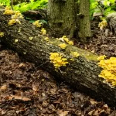 Invasive Golden Oyster Mushroom Threatens North American Forests