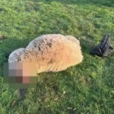 Kent Farmer Discovers Decapitated Sheep in Poacher Attack