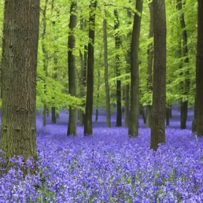 London's Closest Bluebell Wonderland: Ashridge Estate Blooms 45 Minutes Away
