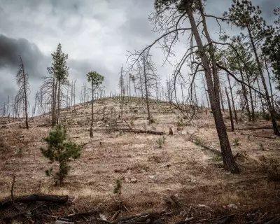 Mexico Logging Cartels Ravage Sierra Tarahumara Forests