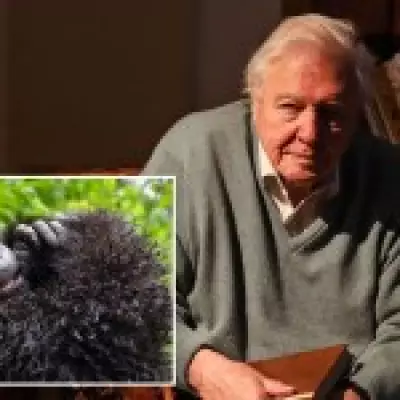 Netflix Drops Sir David Attenborough Gorilla Documentary Ahead of 100th Birthday