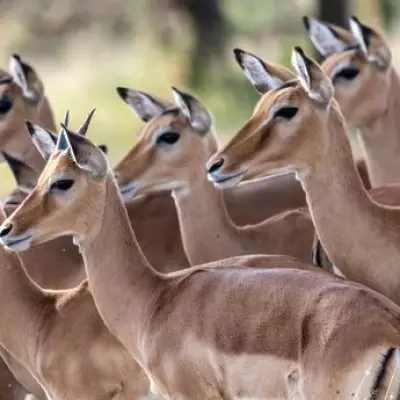 Peckham Raid Seizes 11kg of Illegal Bushmeat, Man Arrested