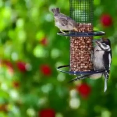 RSPB Urges Summer Bird Feeding Ban to Protect Greenfinches from Disease