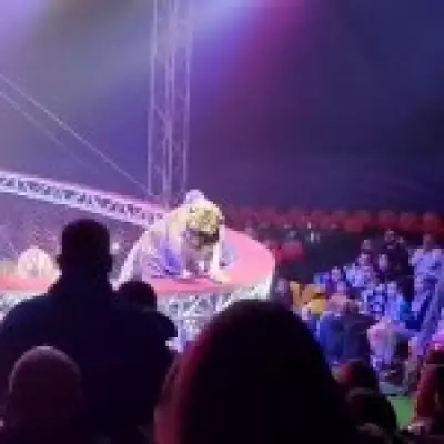Tiger Escapes Circus in Russia, Prowls Through Audience Before Capture