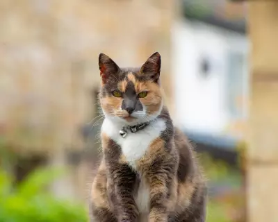 Veterinary Groups Urged to Update Cat Collar Policies for Safety