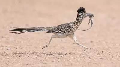 Wildlife Wonders: From Roadrunners to Rare Frogs in Global Photo Roundup