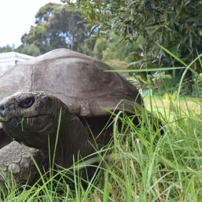 World's Oldest Tortoise Jonathan Targeted in Viral Crypto Death Scam