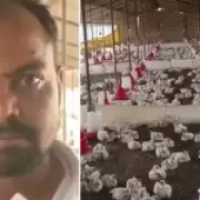 140 Chickens Die After Wedding DJ's Loud Music Causes Panic in India