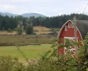 21 Dead Dogs Found on Washington Island Spark Horror Movie Comparisons