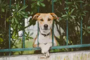 A Year Reading Meters: Rediscovering Writing Amid Dogs and Horses