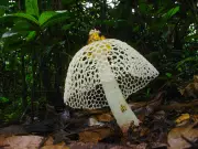 African Scientists Lead Global Race to Protect Vital Fungi Ecosystems