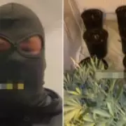 Albanian Gang Raids Cannabis Grow House in Shocking TikTok Footage